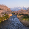 舟川の桜並木１