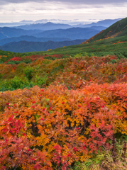 乗鞍紅葉１