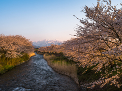 舟川の桜並木２