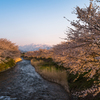 舟川の桜並木２