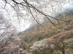 屏風岩の桜②