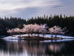 中子の桜