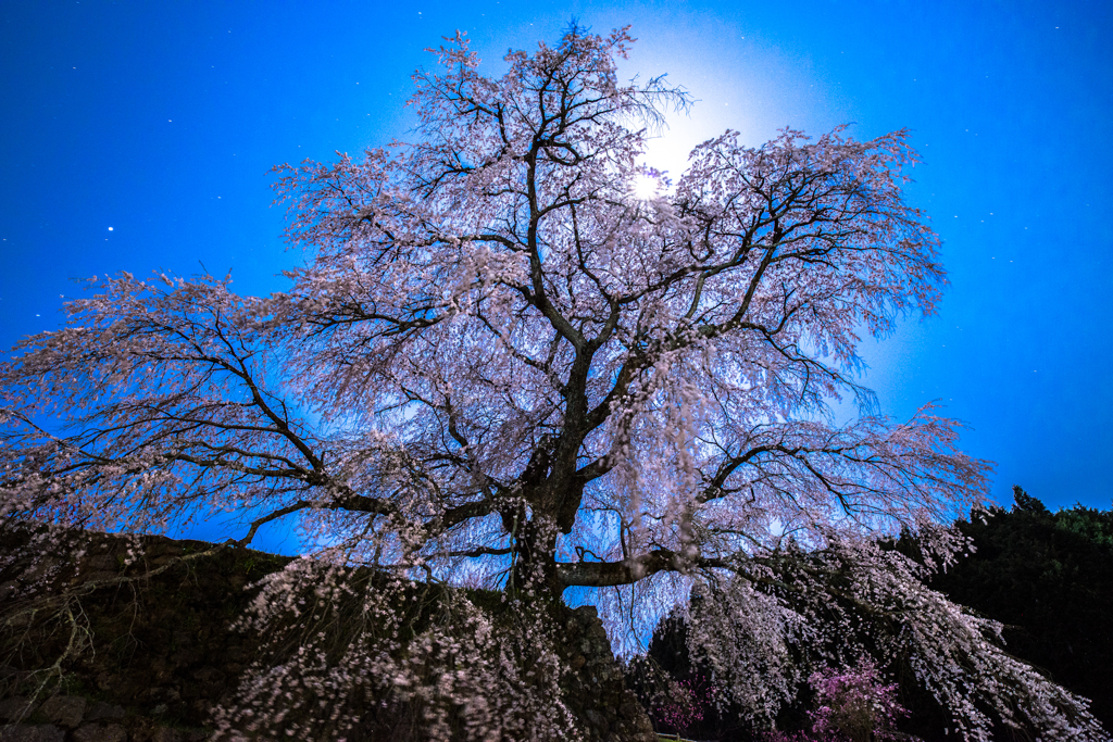 月下の又兵衛桜①