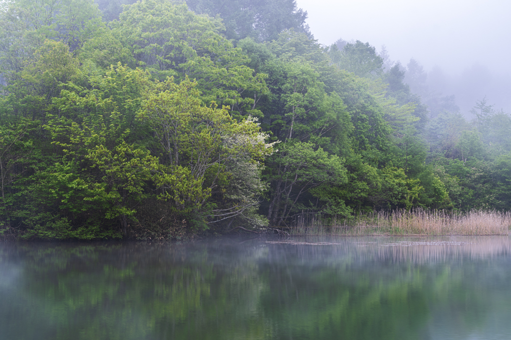 新緑と霧の湖