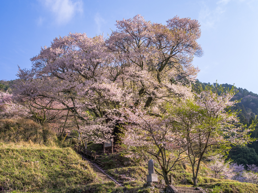 千年桜の朝