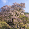 千年桜の朝
