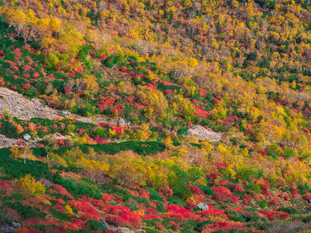 乗鞍紅葉５