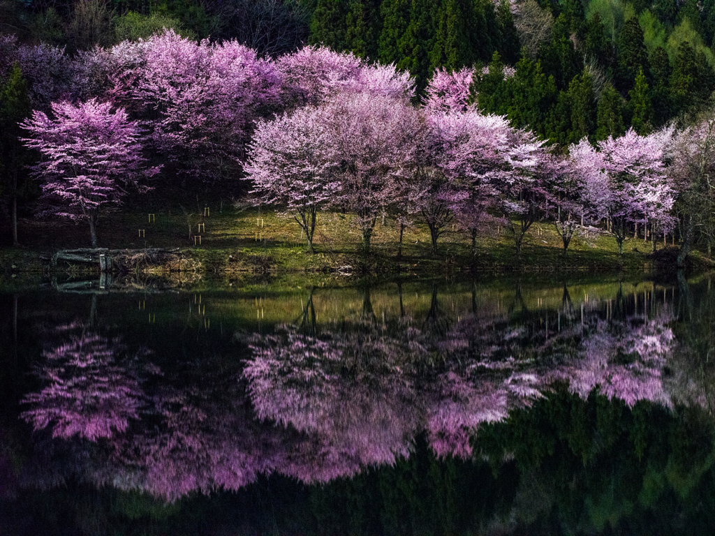 中綱湖の桜～月の光