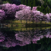 中綱湖の桜～月の光