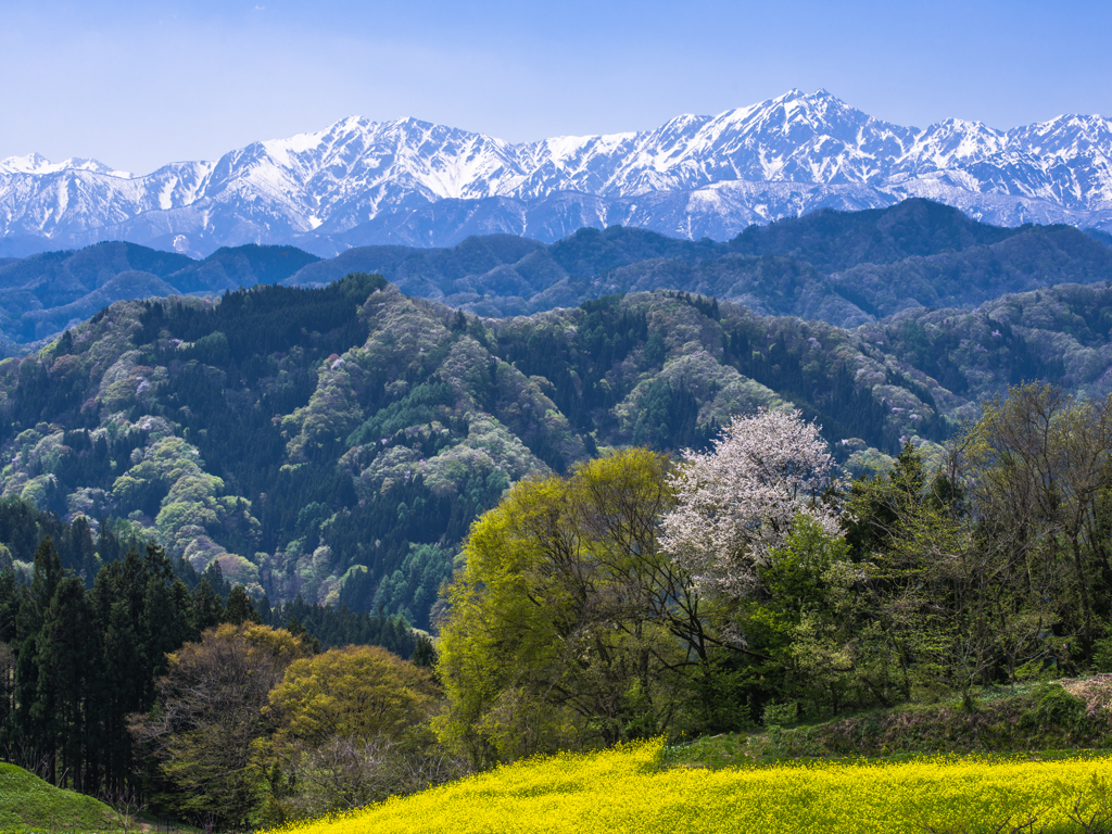 桜と北アルプス By ツトム Id 写真共有サイト Photohito