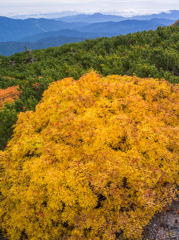 乗鞍紅葉２