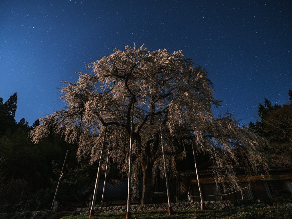 月夜のしだれ桜