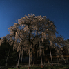 月夜のしだれ桜