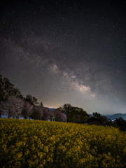 菜の花畑と天の川２
