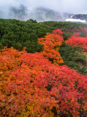乗鞍紅葉６