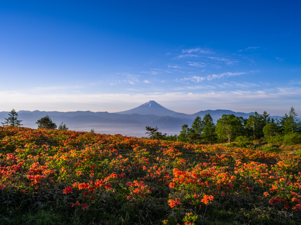 甘利山のツツジ By ツトム Id 写真共有サイト Photohito