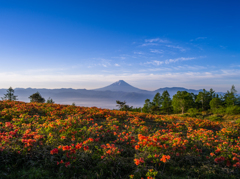 甘利山のツツジ③