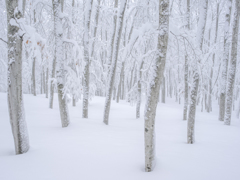 雪の美人林