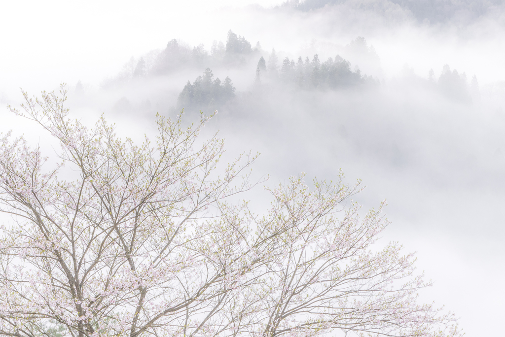 桜仙峡