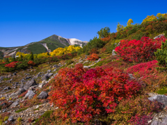 乗鞍の紅葉③