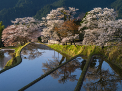 三多気の桜