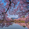 アルプスと桜