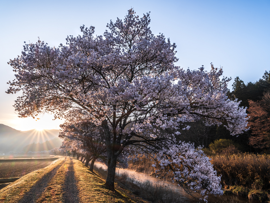 桜並木の朝