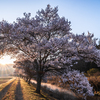 桜並木の朝