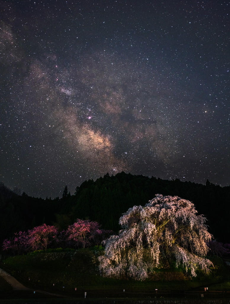 又兵衛桜と天の川