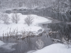 雪の降る水辺で②