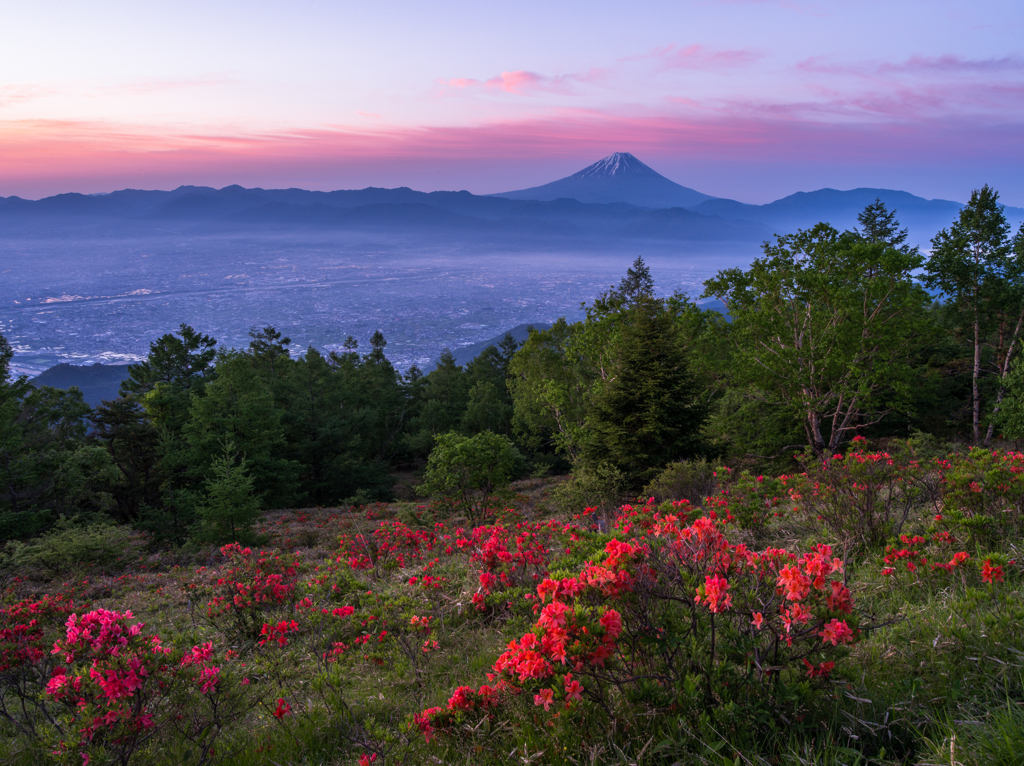 甘利山のツツジ By ツトム Id 写真共有サイト Photohito