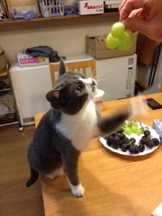 写真 2 (1)