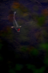 鯉3