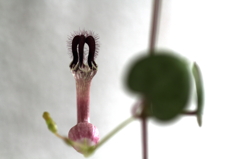 植物