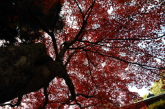 もみじ寺７