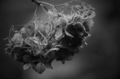 枯れ紫陽花