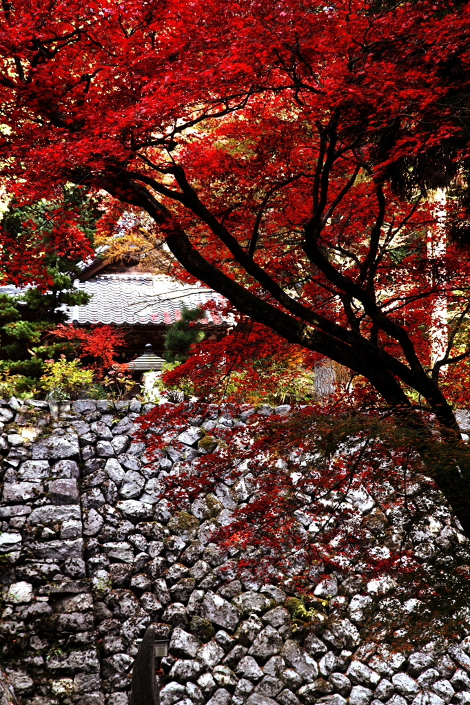 もみじ寺６