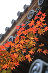 もみじ寺１１