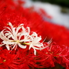 曼珠沙華
