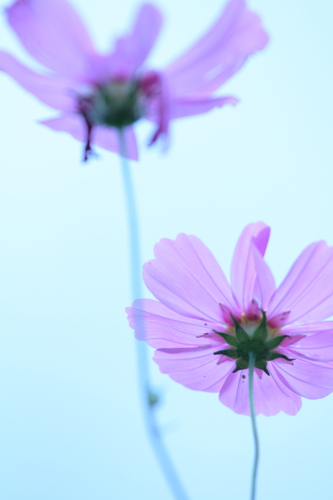 秋桜