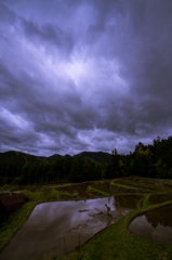 田植え