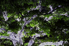 シンボルツリー２