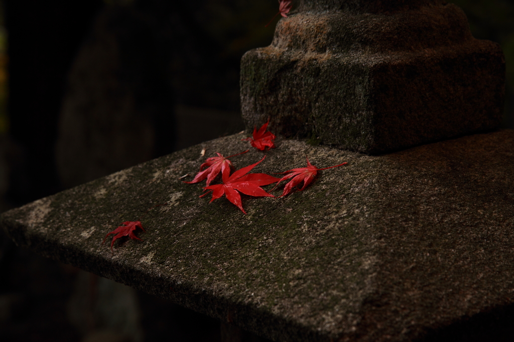 もみじ寺３