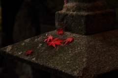 もみじ寺３