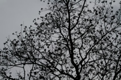 a tree