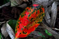 colors of fallen leaves