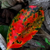 colors of fallen leaves