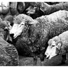 羊が４匹
