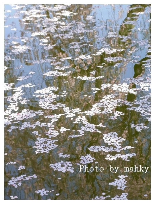 水桜