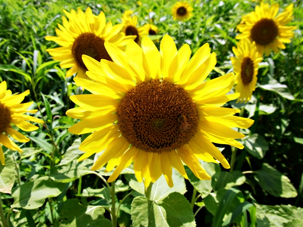 夏花